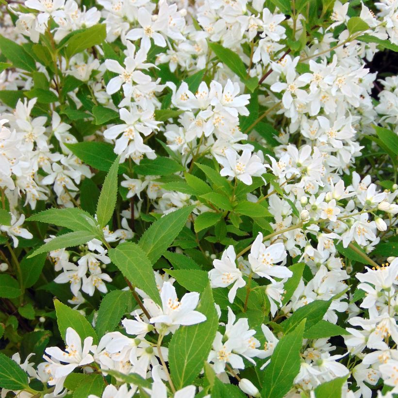 Deutzia Yuki Snowflake (Flowering)