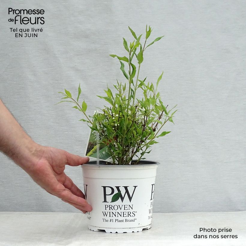 Deutzia Yuki Snowflake 2L/3L pot sample as delivered in summer