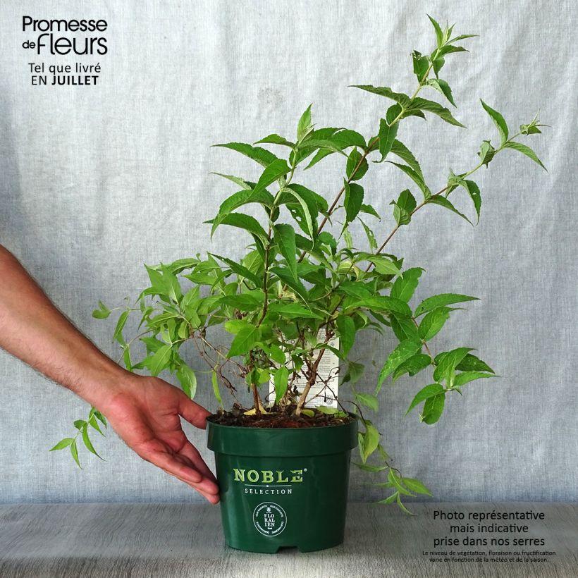 Deutzia compacta Lavender Time 3L/4L pot sample as delivered in summer