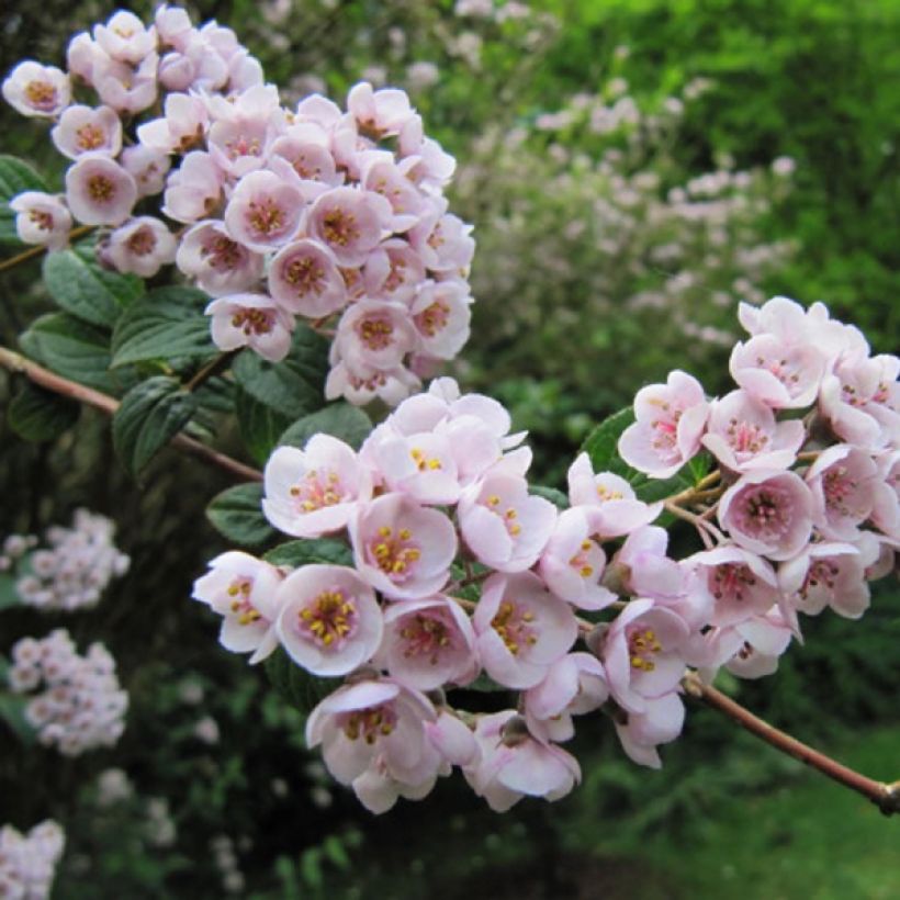 Deutzia compacta Lavender Time (Flowering)