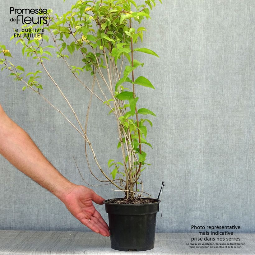 Deutzia crenata Pride of Rochester 2L/3L pot sample as delivered in summer