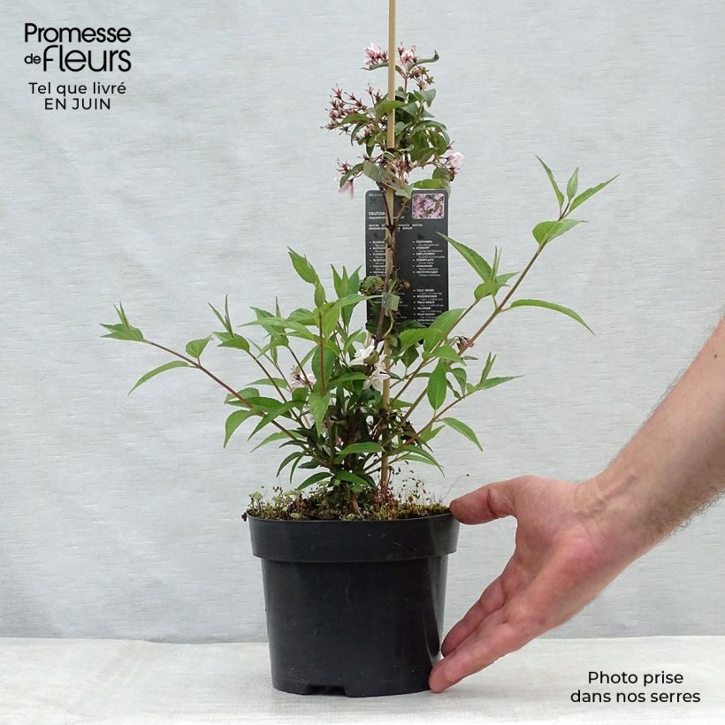 Deutzia elegantissima Rosealind 2L/3L pot sample as delivered in summer