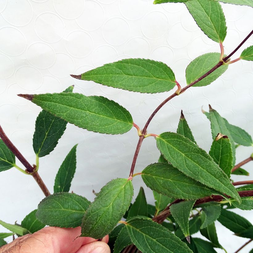 Deutzia gracilis (Foliage)