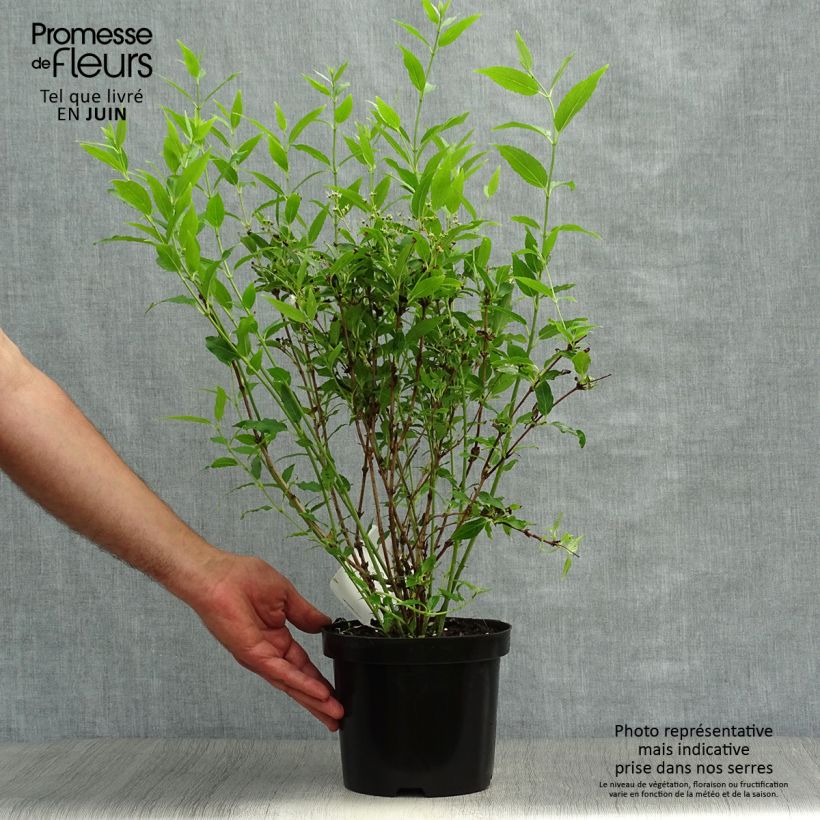 Deutzia gracilis 2L/3L pot sample as delivered in summer