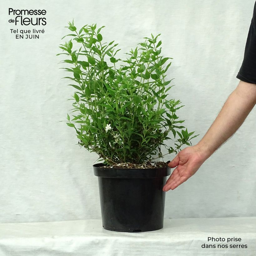 Deutzia gracilis Nikko 7.5L/10L pot sample as delivered in summer