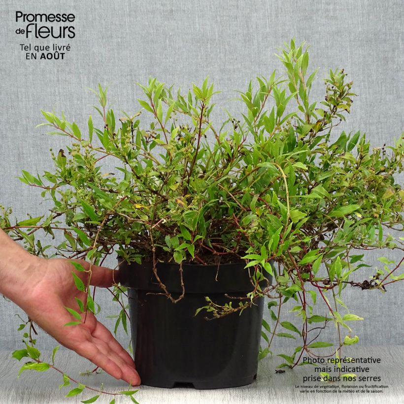 Deutzia gracilis Nikko 2L/3L pot sample as delivered in summer