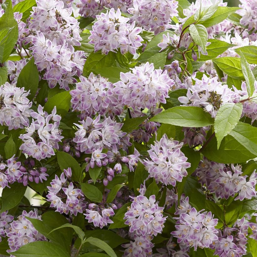 Deutzia Raspberry Sundae (Flowering)