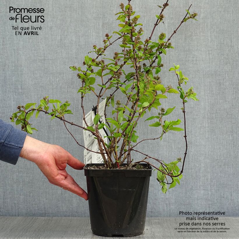 Deutzia Raspberry Sundae 3L/4L pot sample as delivered in spring