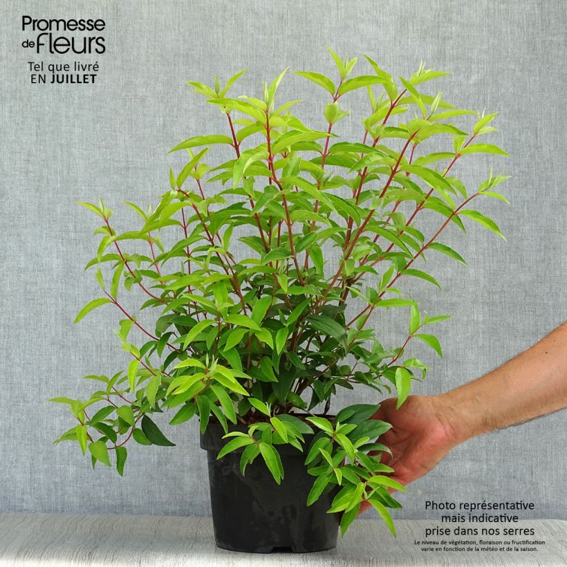 Deutzia pulchra 2L/3L pot sample as delivered in summer