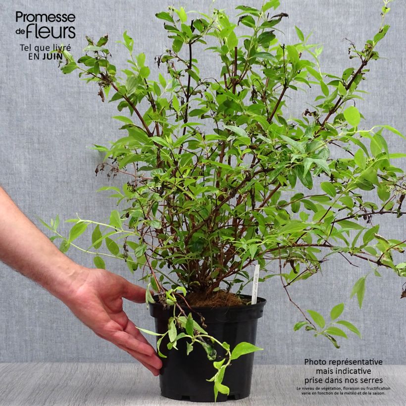 Deutzia purpurascens Kalmiiflora 3L/4L pot sample as delivered in summer