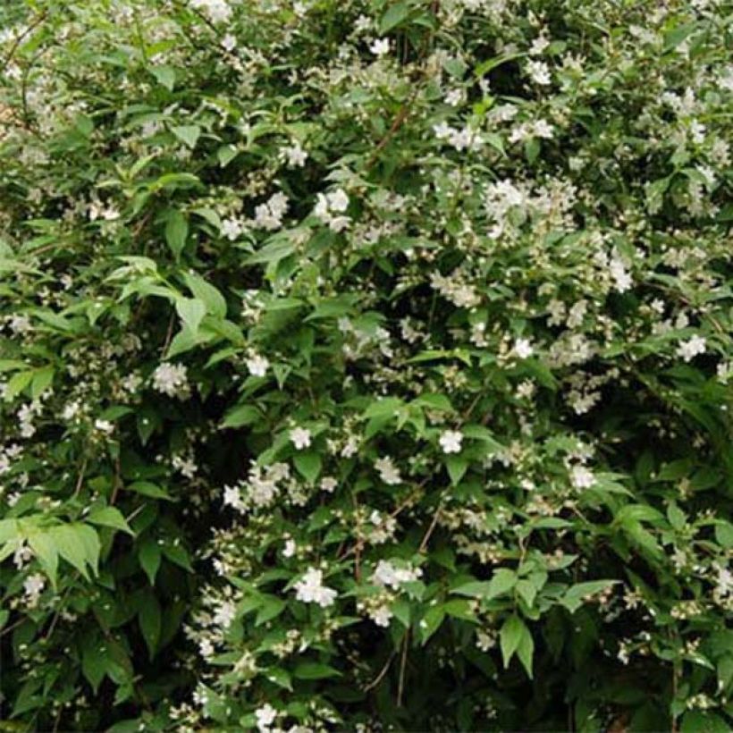 Deutzia rosea Campanulata (Foliage)