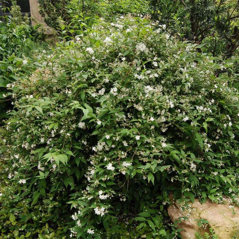 Deutzia rosea Campanulata (Plant habit)