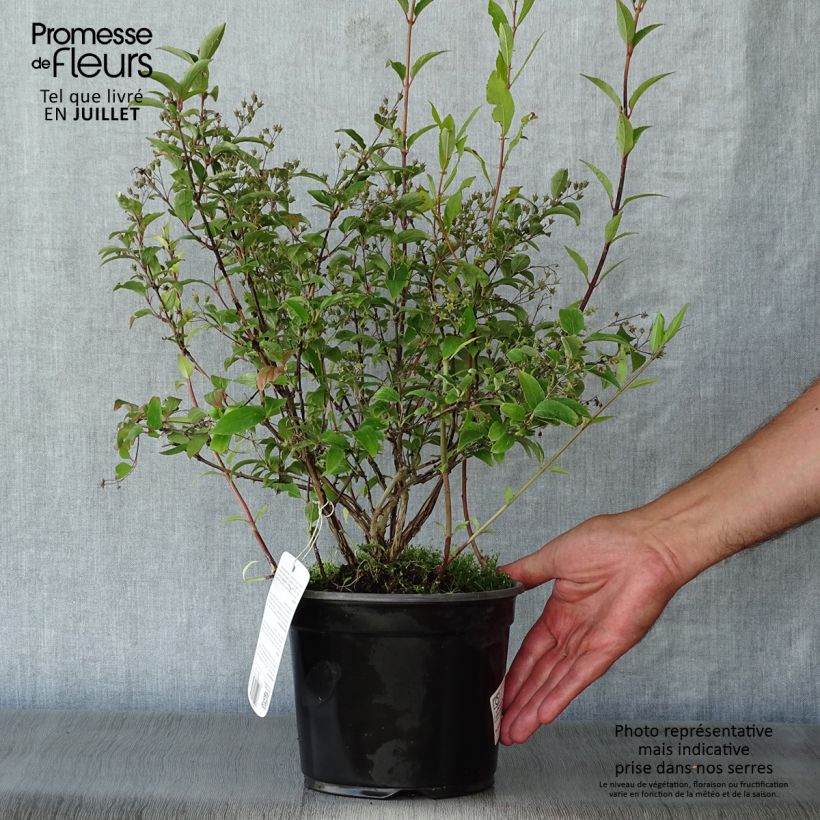Deutzia rosea Campanulata 2L/3L pot sample as delivered in summer