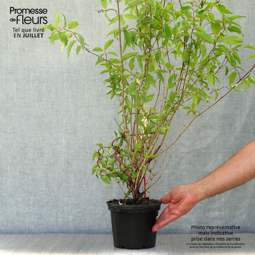 Deutzia scabra Codsall Pink 2L/3L pot sample as delivered in summer