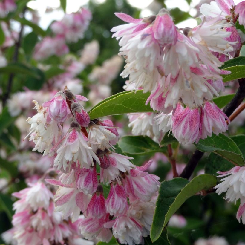 Deutzia scabra Plena (Flowering)