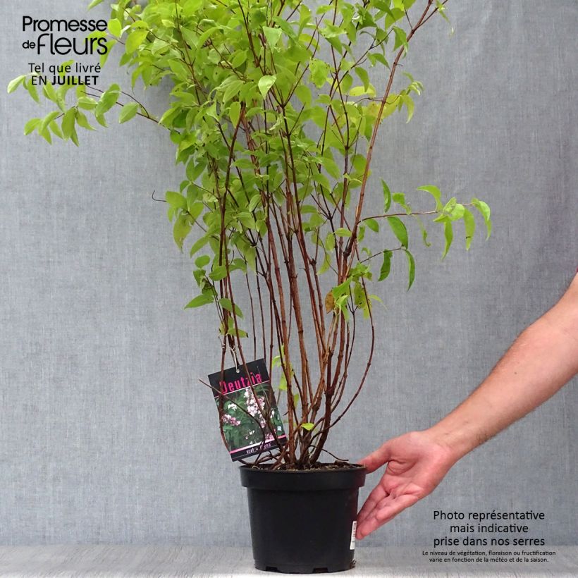Deutzia scabra Plena 2L/3L pot sample as delivered in summer