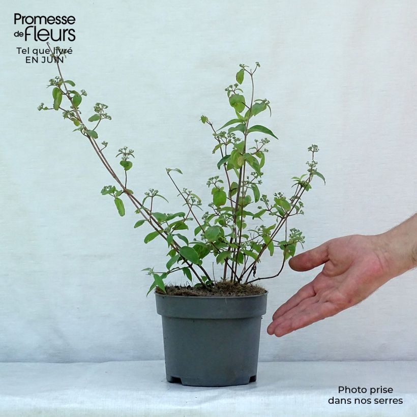 Deutzia setchuenensis Corymbiflora 2L/3L pot sample as delivered in summer