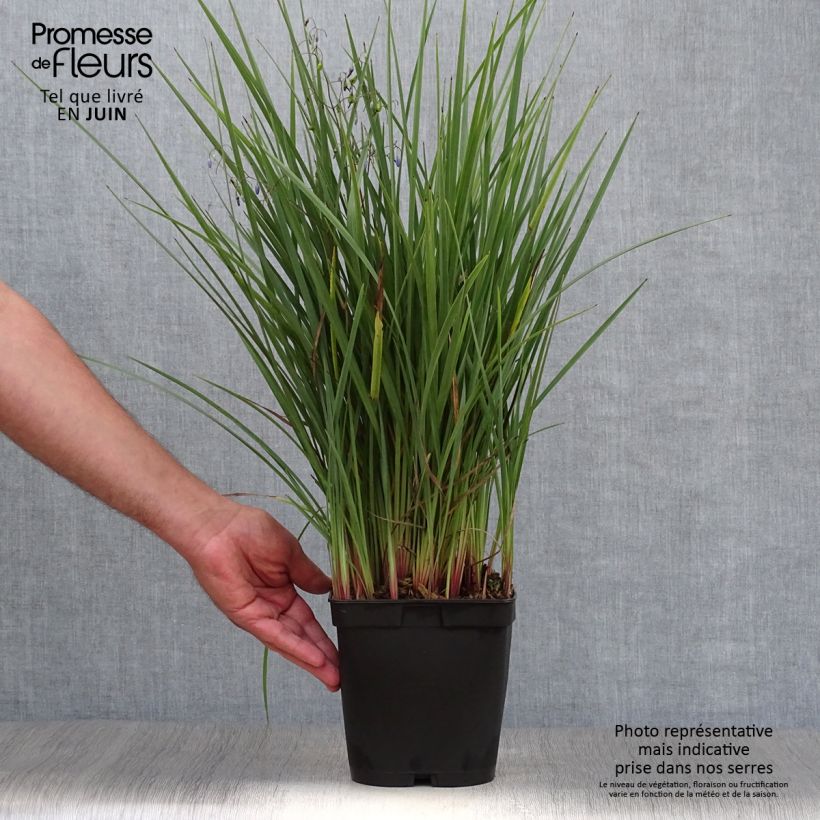 Dianella revoluta Coolvista 1L/1.5L pot sample as delivered in summer