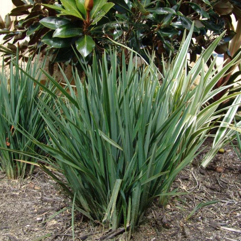 Dianella revoluta Little Rev (Foliage)