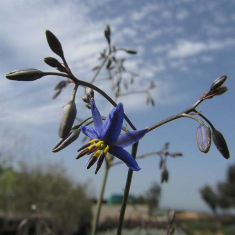 Dianella revoluta Little Rev (Flowering)