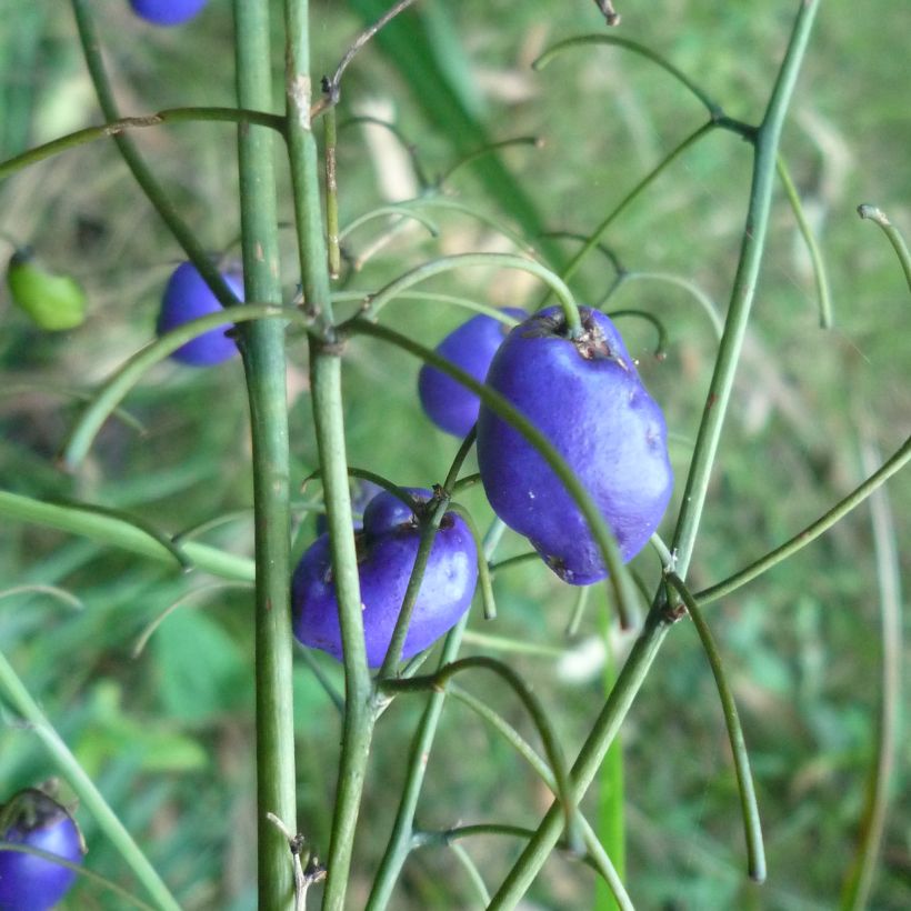 Dianella tasmanica (Harvest)