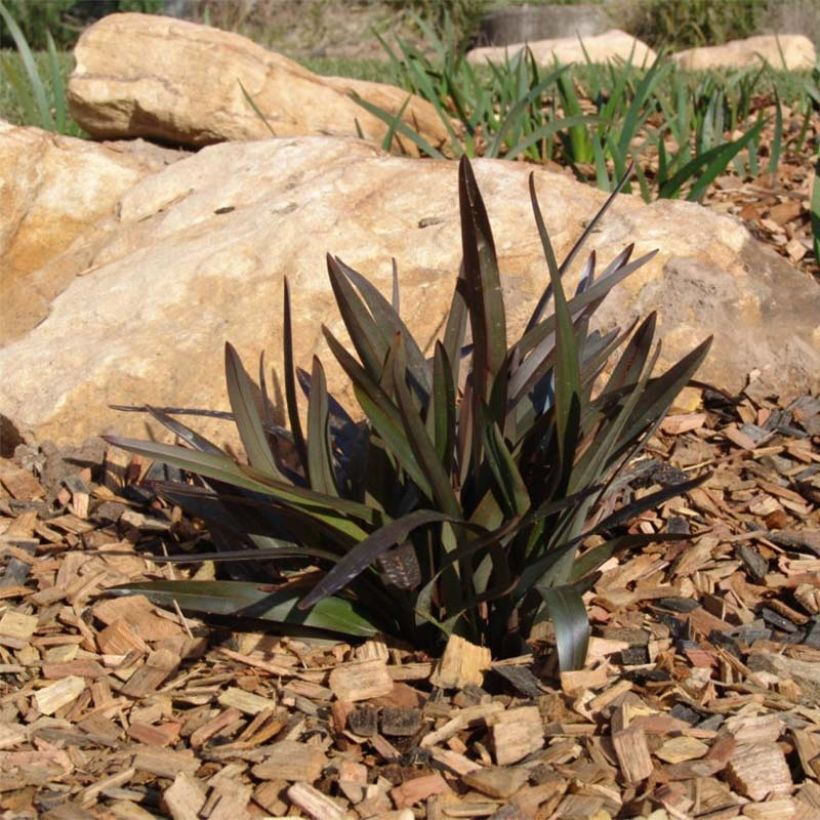 Dianella tasmanica Blaze (Plant habit)