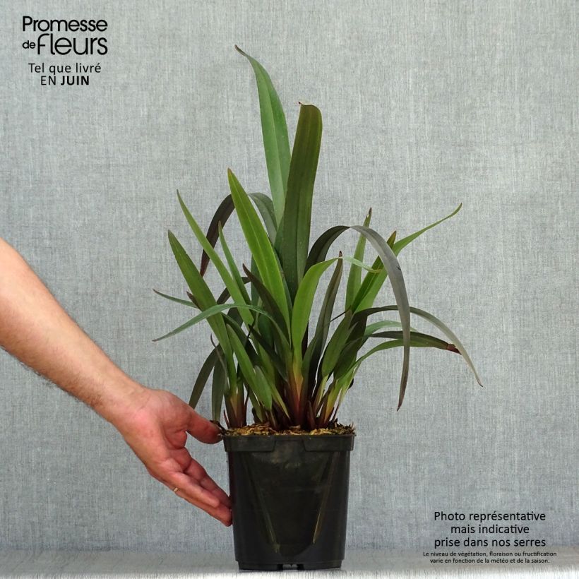 Dianella tasmanica Blaze 2L/3L pot sample as delivered in summer