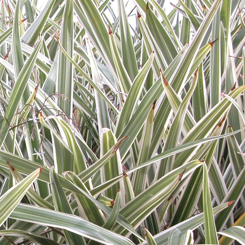 Dianella tasmanica Variegata (Foliage)