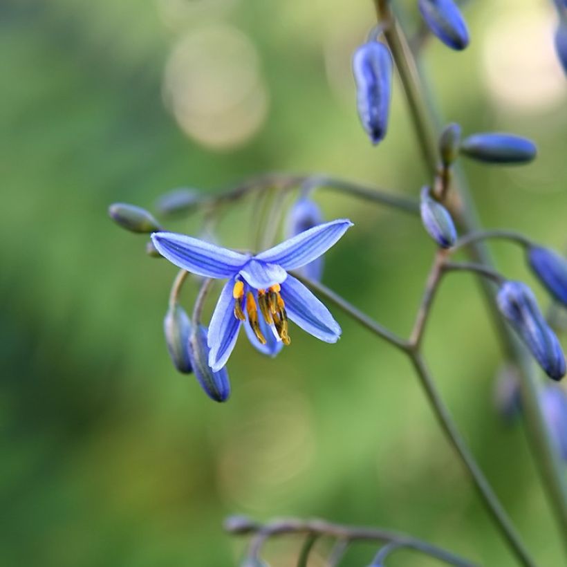 Dianella tasmanica Variegata (Flowering)