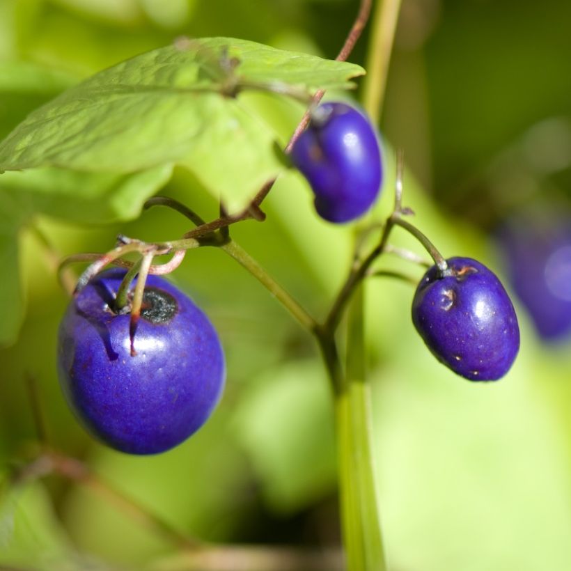 Dianella tasmanica Variegata (Harvest)