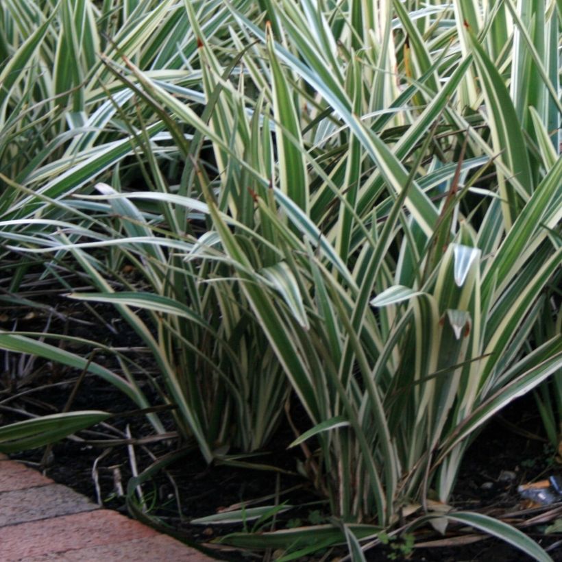 Dianella tasmanica Variegata (Plant habit)