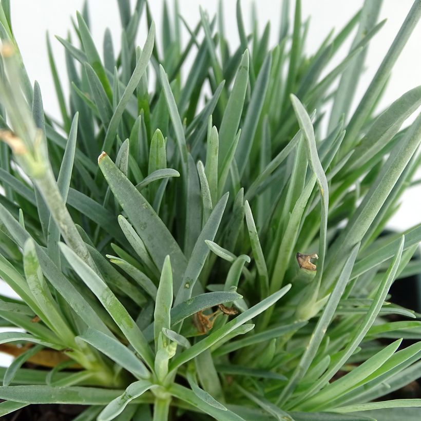 Dianthus Evening Star (Foliage)