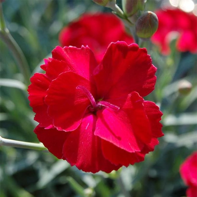 Dianthus allwoodii Fusilier (Flowering)