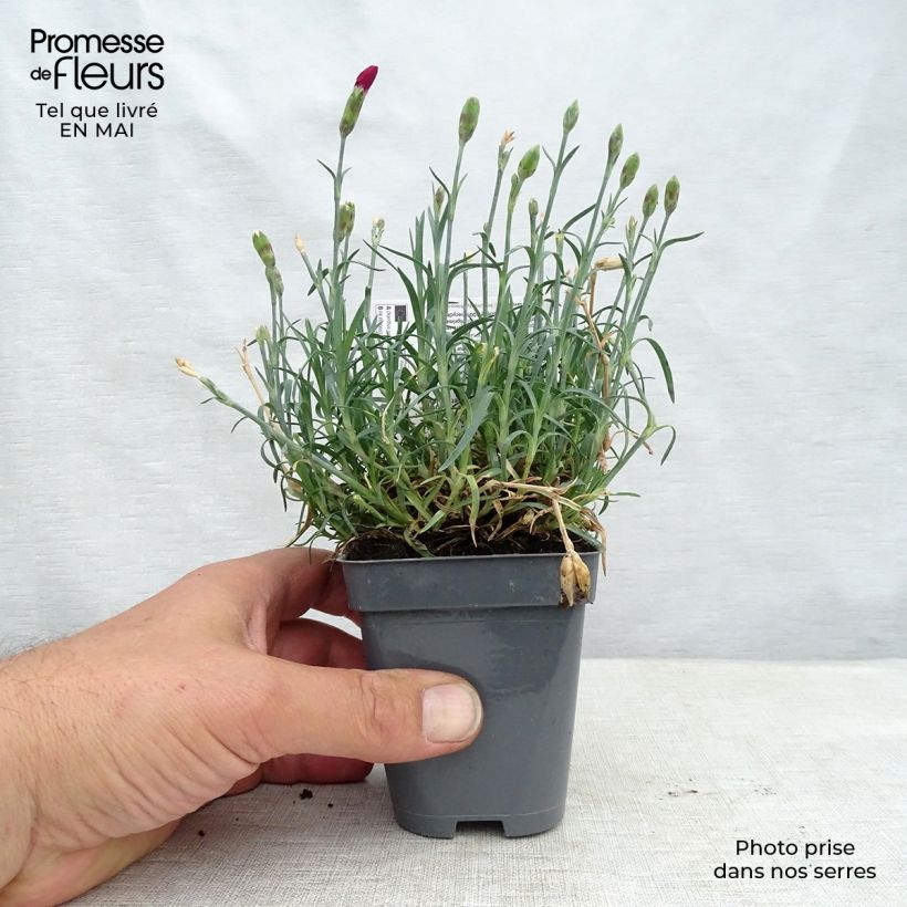 Dianthus allwoodii Fusilier sample as delivered in spring