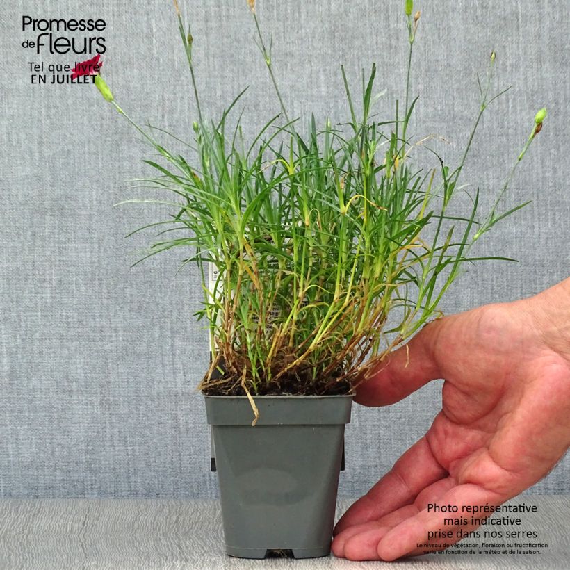 Dianthus allwoodii Fusilier 8/9 cm pot sample as delivered in summer