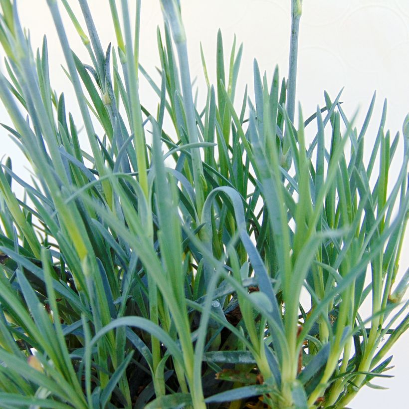 Dianthus allwoodii Fusilier (Foliage)