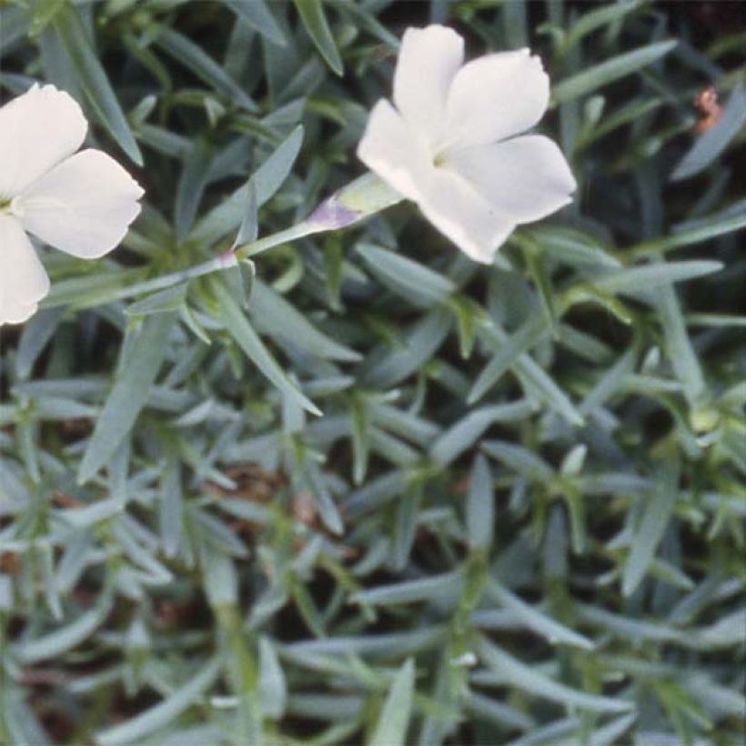 Dianthus gratianopolitanus La Bourboule Alba (Foliage)