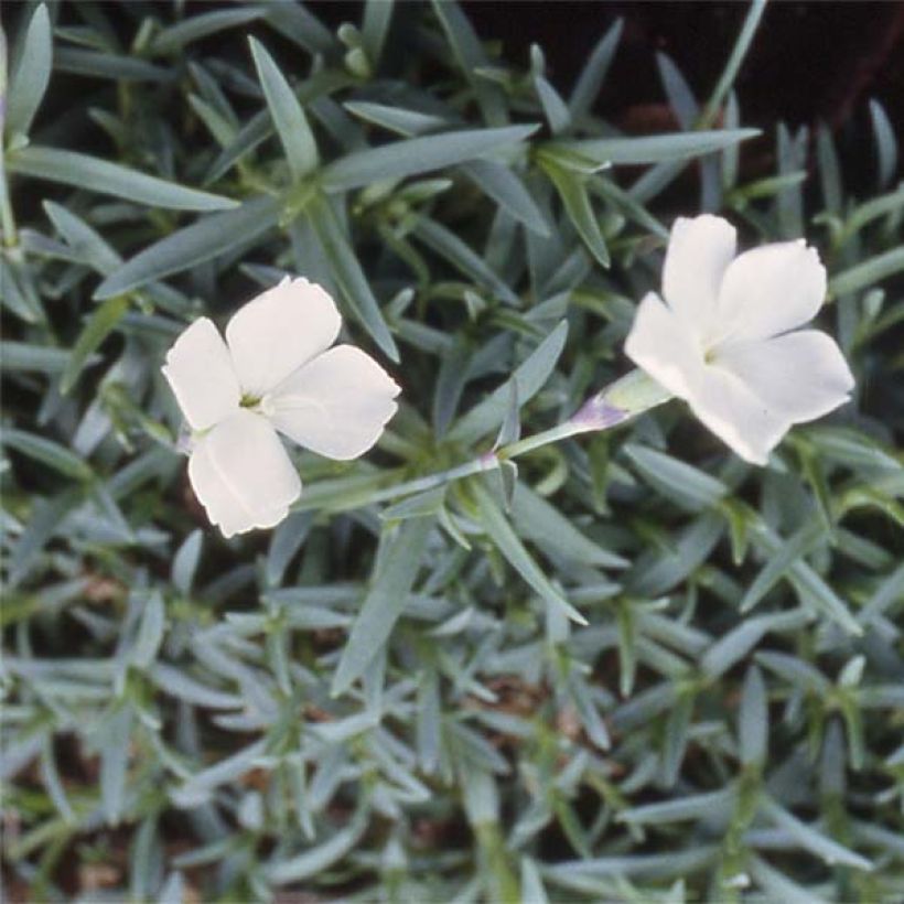 Dianthus gratianopolitanus La Bourboule Alba (Flowering)