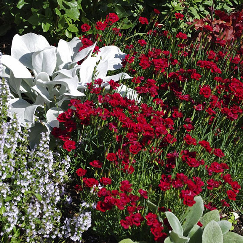 Dianthus plumarius Merci Fleuri (Plant habit)