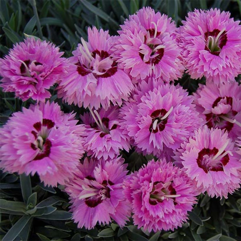 Dianthus WHETMAN STARS Pop Star (Flowering)