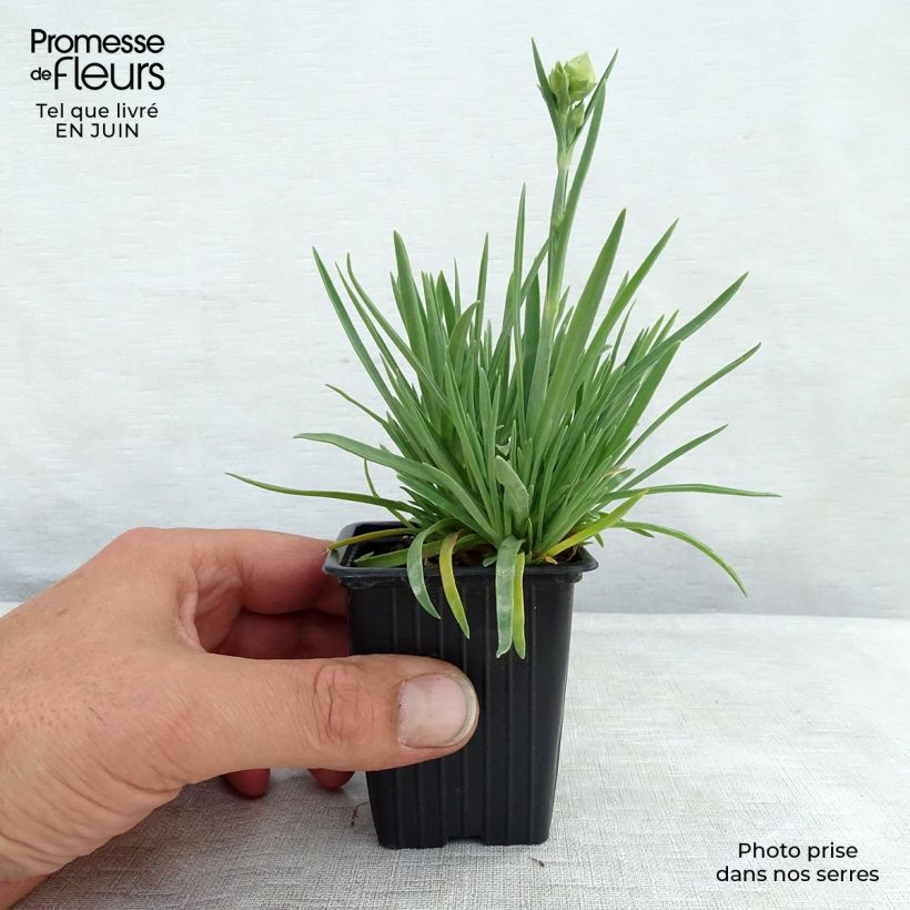 Dianthus plumarius Coral Reef 7/8 cm pot sample as delivered in summer