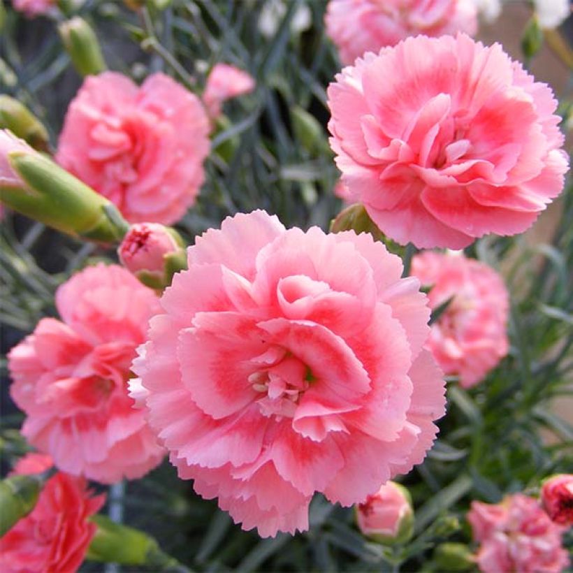 Dianthus plumarius Scent First Romance (Flowering)