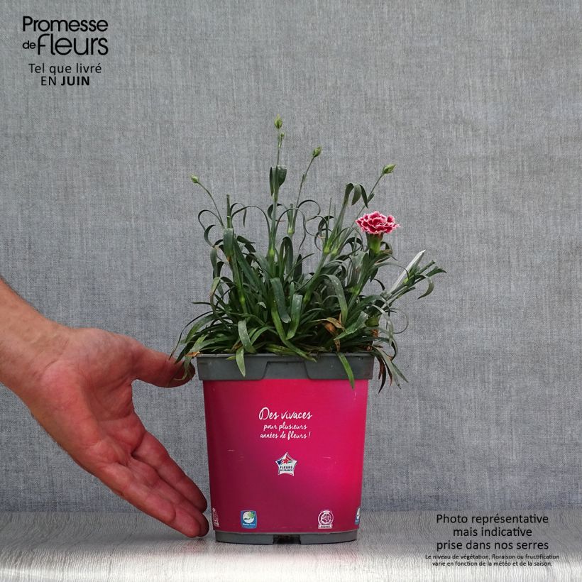Dianthus plumarius Scent First Sugar Plum 2L/3L pot sample as delivered in summer