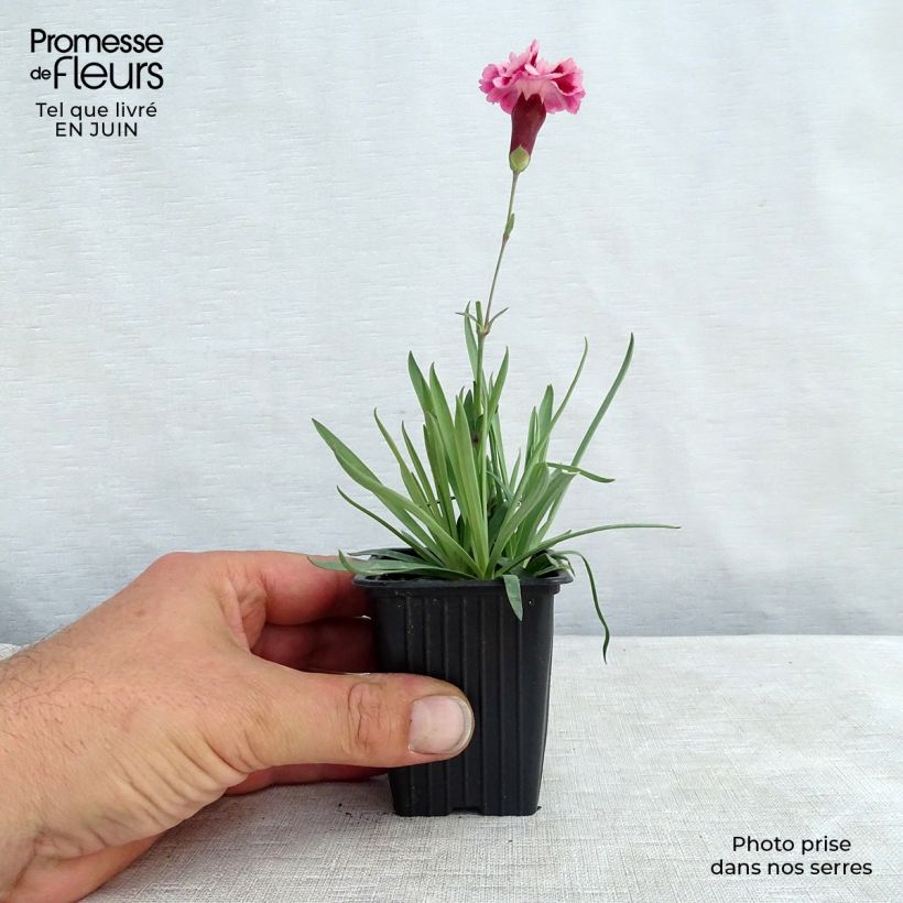 Dianthus plumarius Scent First Sugar Plum 7/8 cm pot sample as delivered in summer