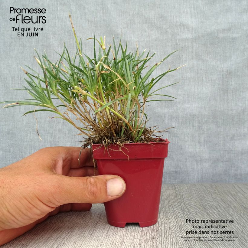 Dianthus plumarius Scent First Tickled Pink 7/8 cm pot sample as delivered in summer