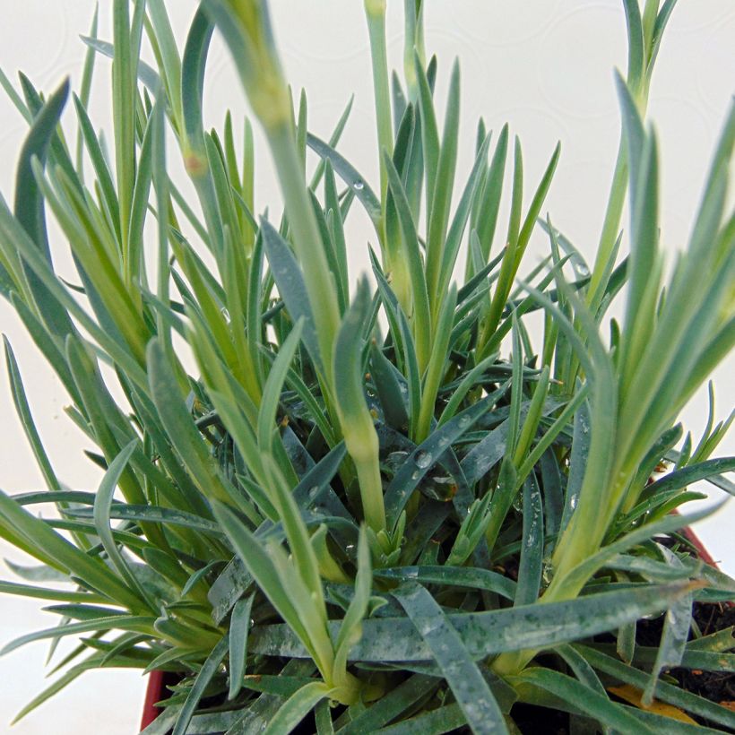 Dianthus plumarius Scent First Tickled Pink (Foliage)