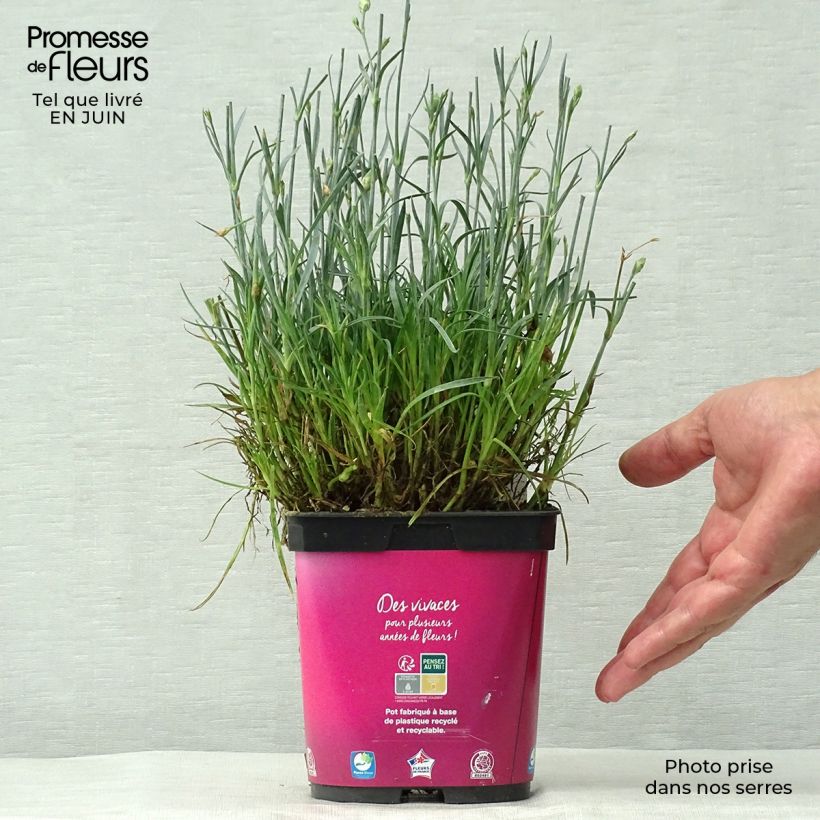 Dianthus plumarius Scent First Tickled Pink 2L/3L pot sample as delivered in summer
