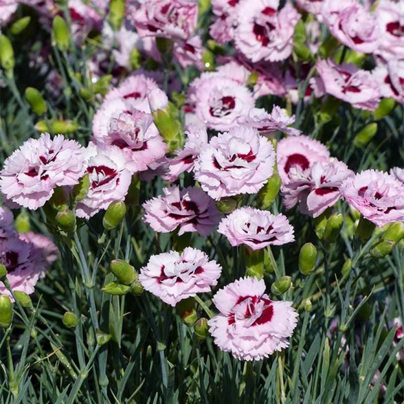 Dianthus plumarius Scent First Raspberry Sundae (Flowering)