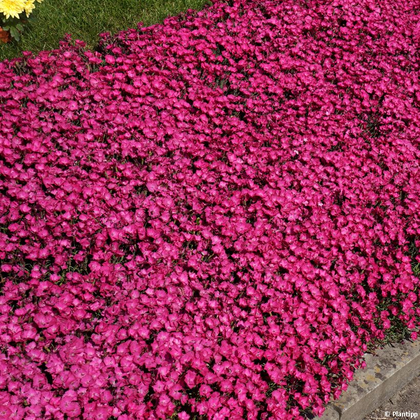 Dianthus Vivid Bright Light (Plant habit)