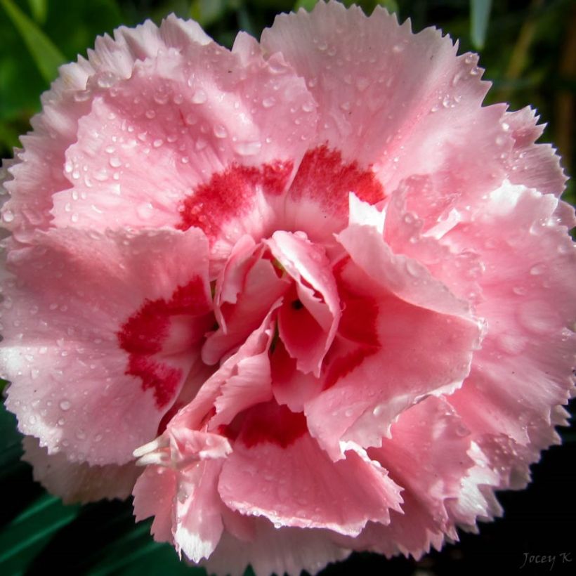 Dianthus Whatfield Supergem (Flowering)